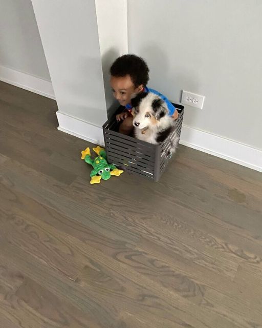 My Son Hid In This Box With The Dog—But He Wasn’t Playing, He Was Waiting