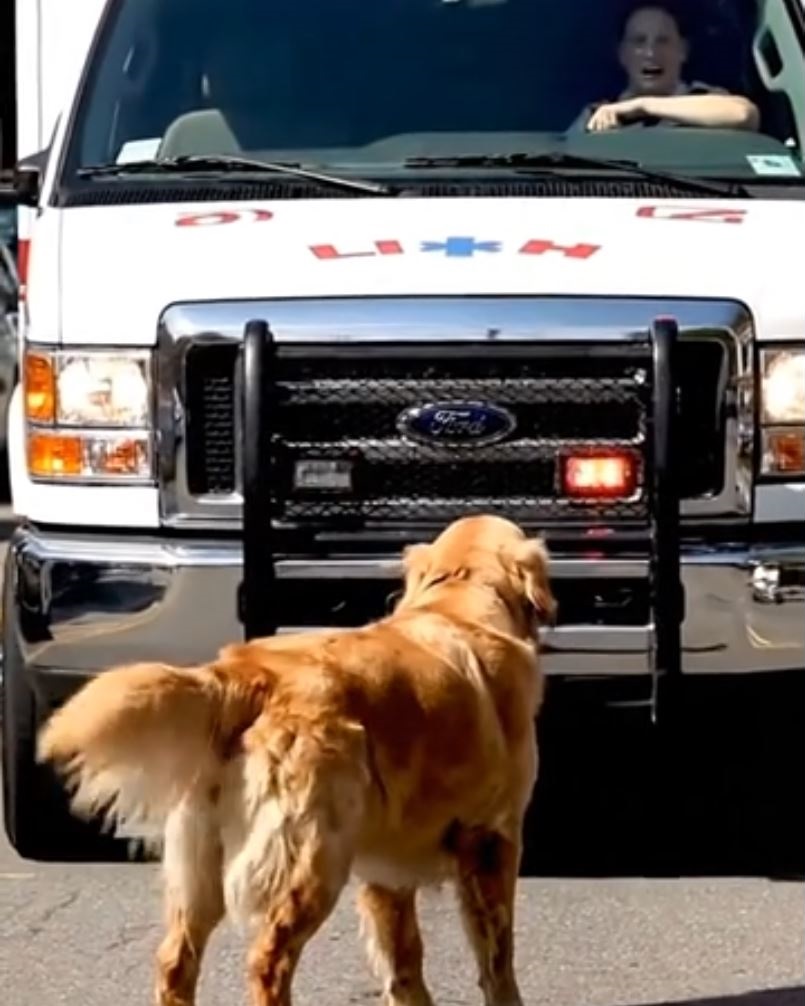 Furious Dog Blocks Ambulance In The Middle Of The Road—But The Truth Behind It Left Everyone In Tears