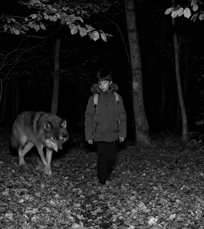 The Wolves Who Watched Over Tommy