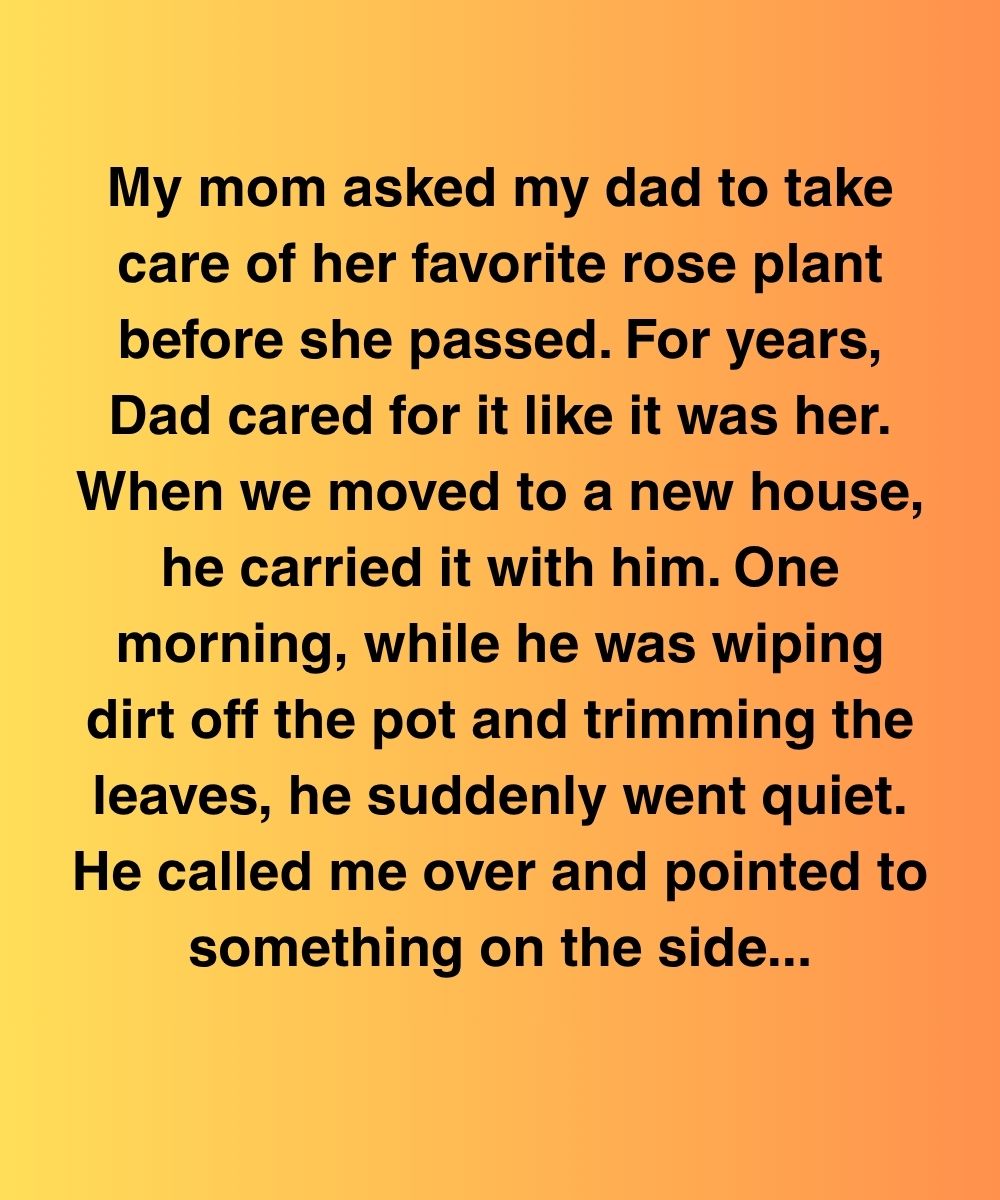 The Rose Plant That Knew My Father’s Secret
