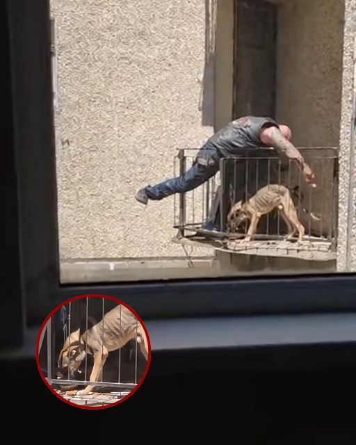 I Called The Cops On The Biker Climbing My Balcony — Until I Saw What He Was Feeding