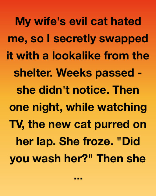 My Wife’s Evil Cat Hated Me, So I Swapped It — And Then Karma Came For Me
