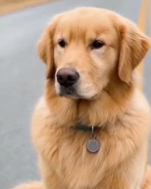 He Thought He Was Rescuing A Dog—but The Tag Revealed A Heartbreaking Final Wish