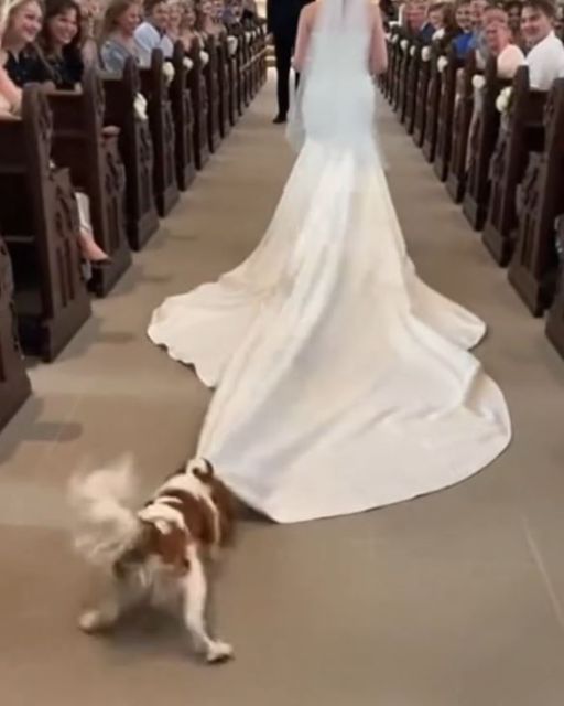 The Dog Ruined Her Dress—but That Wasn’t The Worst Part
