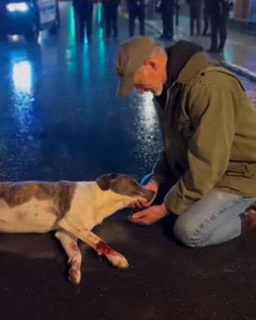 They Mocked The Old Man For Crying Over A Stray — Then The Rescuer Scanned The Microchip