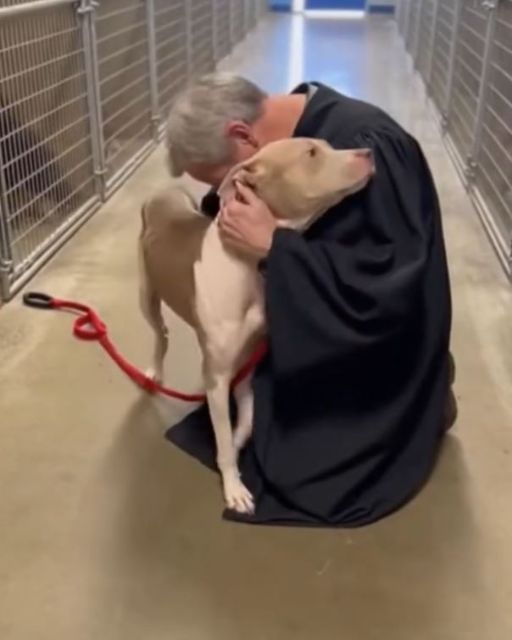 Judge Visits Abused Dog From His Own Case โ The Animalโs Reaction To Him Silences The Room