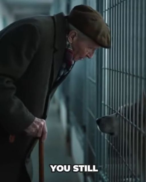 My Old Dog Dug Up A Box Beneath Our Oak Tree. Inside Was Proof My Wife Was Murdered.