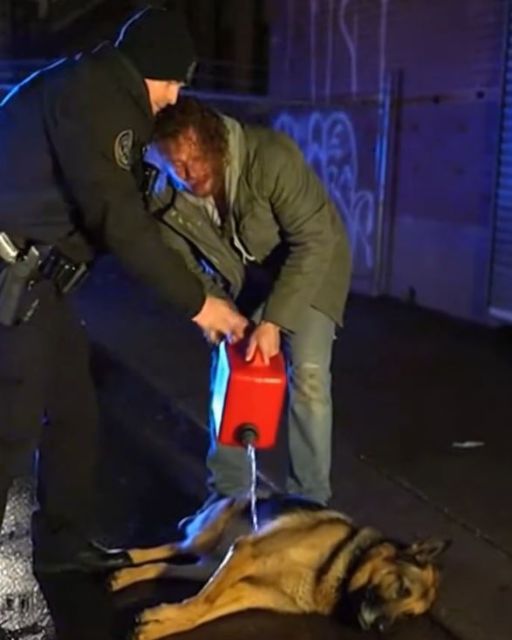 The Drunk Was About To Burn The Dog. Then I Saw The Tattoo In The Dog’s Ear.