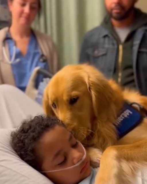 The Therapy Dog Wouldn’t Leave The Coma Boy. Then The Neurologist Checked His Pupils.