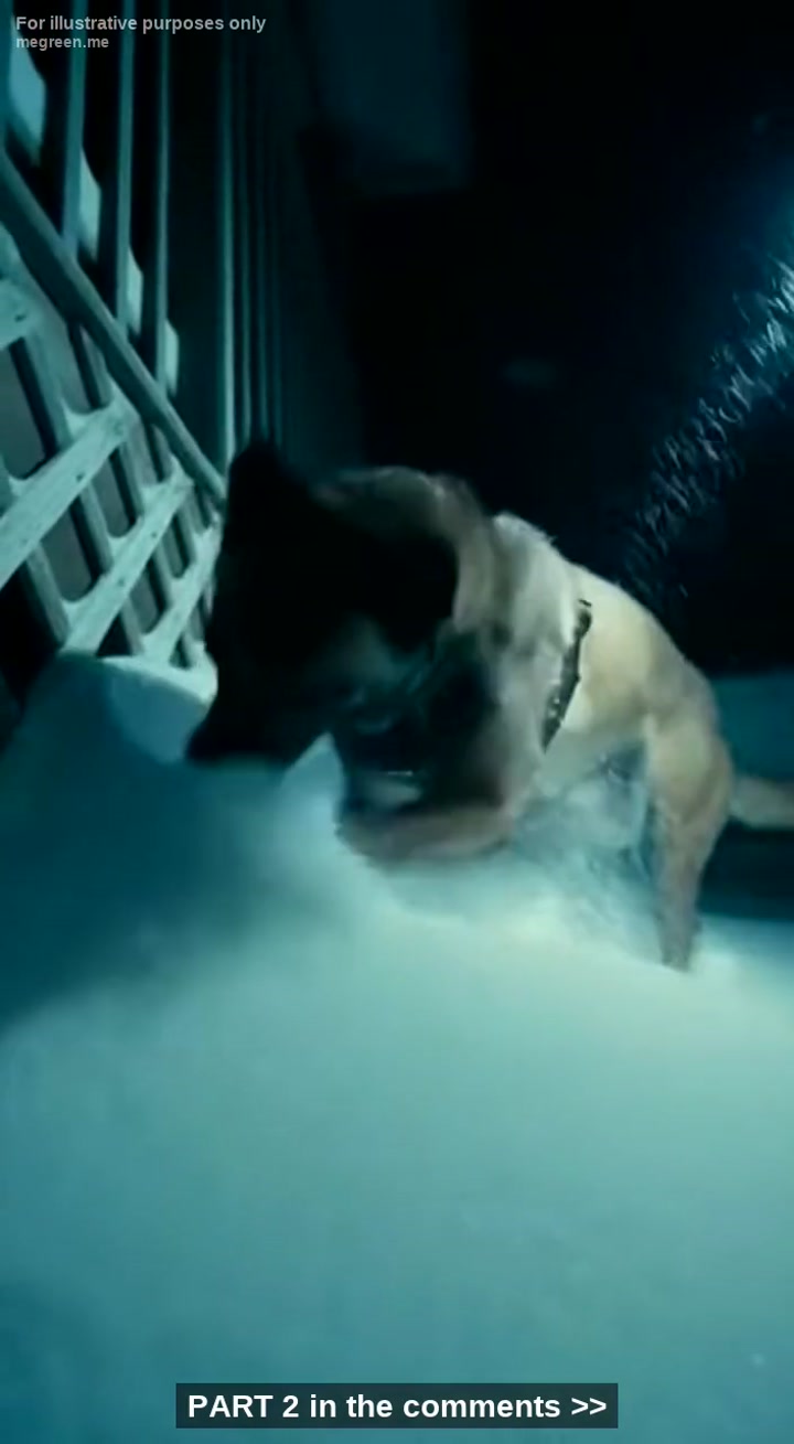 My K9 Dog Went Berserk At A “”Vacant“” House