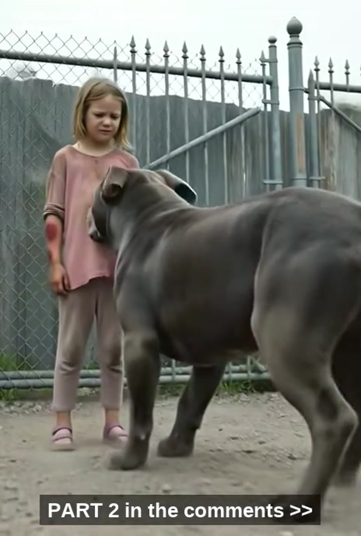 My 220-Pound Pitbull, Brutus, Has Never Let A Stranger Within Five Feet Of My Bike Without Growling Low In His Throat, A Sound Like Gravel In A Blender