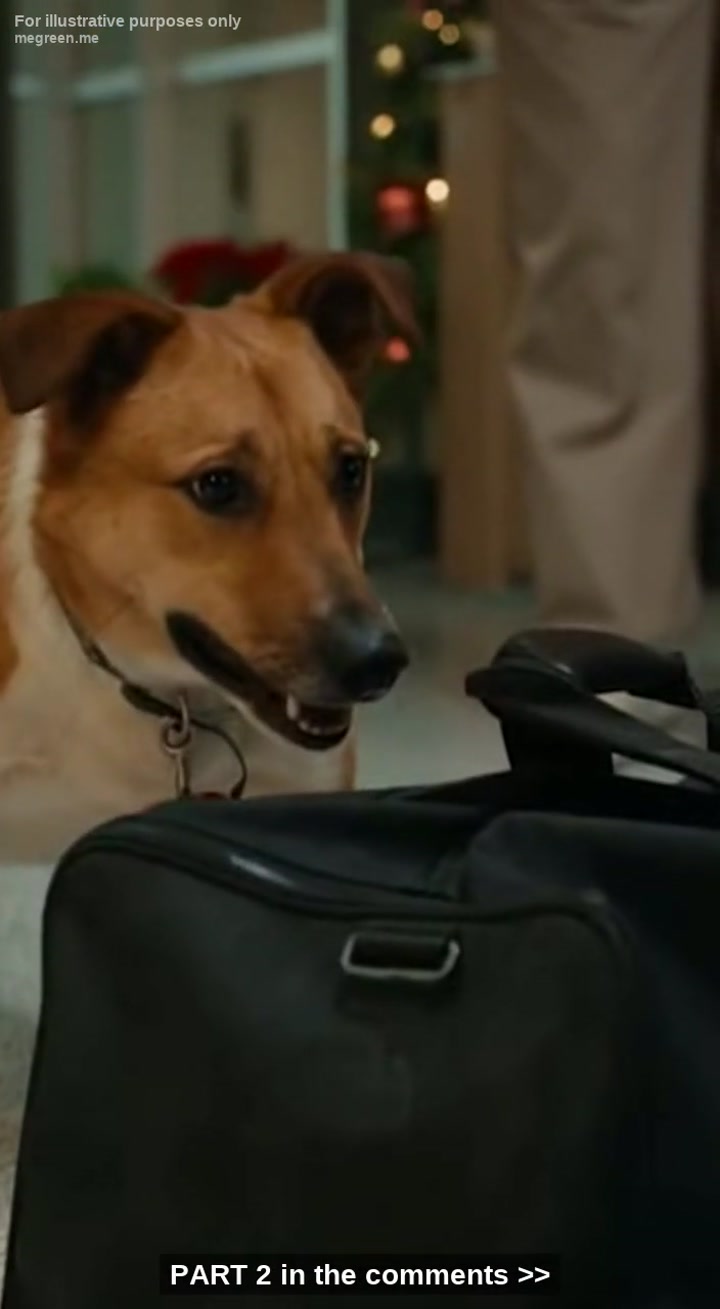 โ ๏ธ My Dead HusbandโS Dog Dragged A Mysterious Black Bag Into The Er