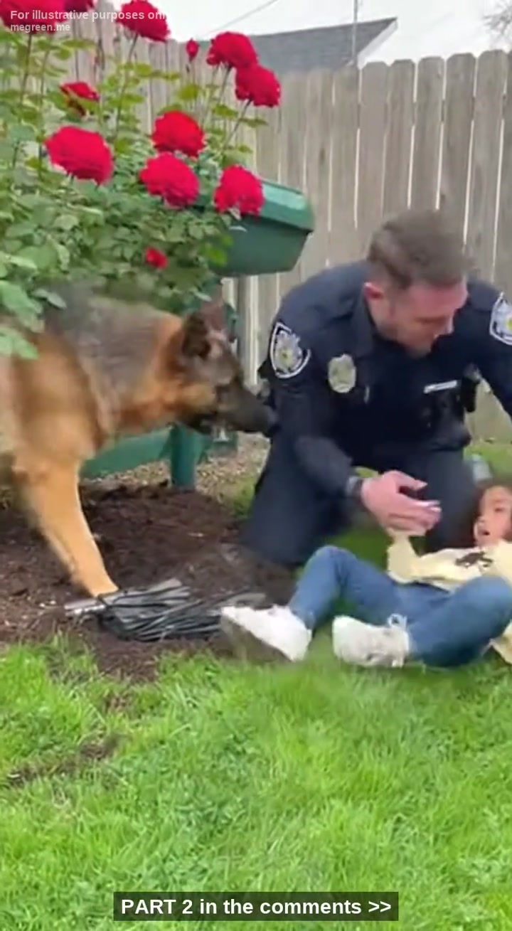 German Shepherd Points A Police Officer Dad To His Daughter Eating Soil – The Freaking Truth The Dog Found Buried Beneath The Roses Made Him Sick To His Core