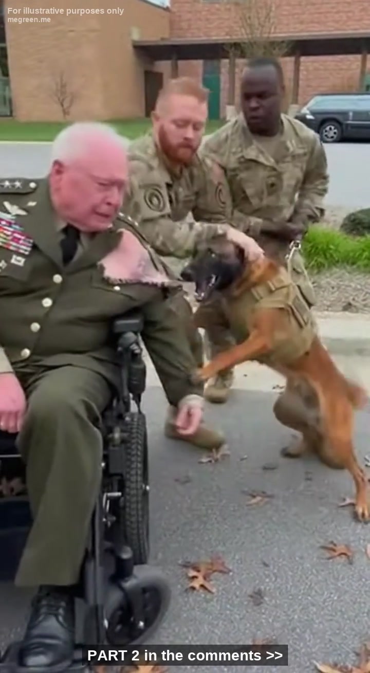 K9 Belgian Shepherd Went Berserk Tear The Uniform Of A Paralyzed 4-Star General On His First Visit To Small Military Base – Everyone Apologized Him