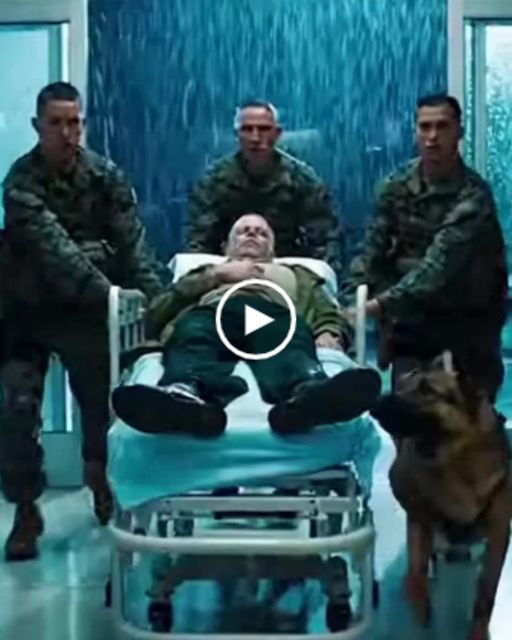 The K9 Was Ready To atta.ckThe Doctor – Until The “shy” Nurse Said Two Words.