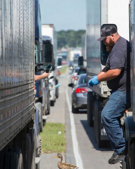 Five Truckers Formed A Wall To Save The Ducks. Then One Of Them Put On Latex Gloves.