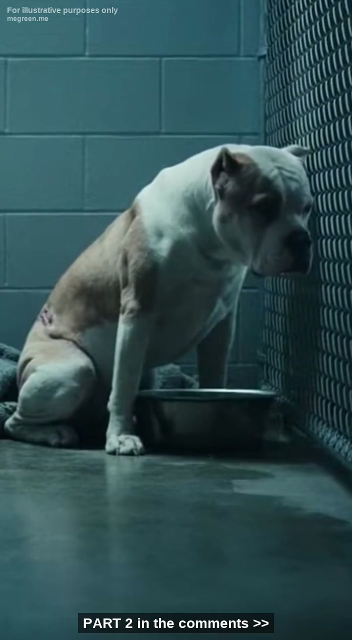 Paralyzed Girl Meets The Most Aggressive Dog In Shelter What Happened Next Left Everyone In Tears