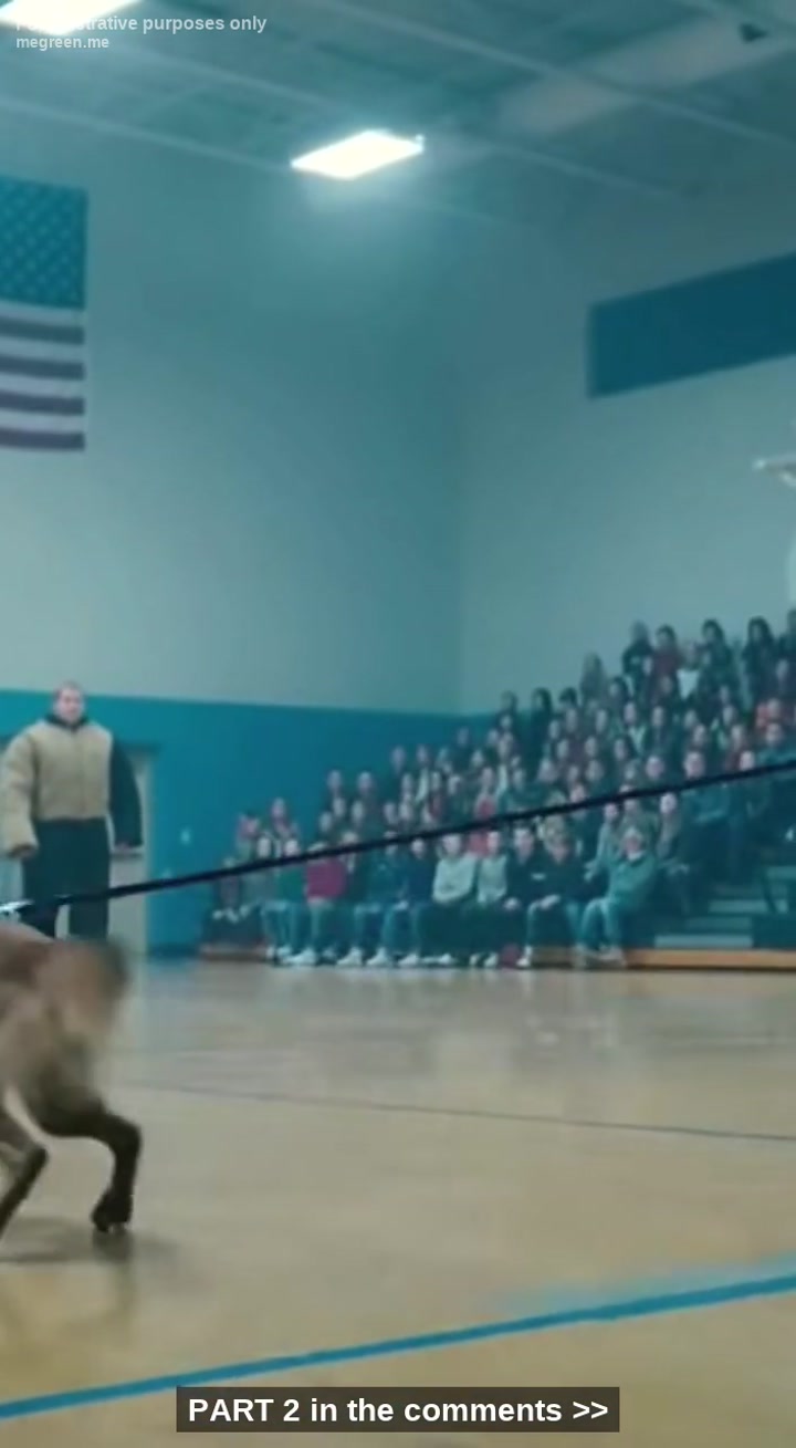 My K9 Partner, Zeus, Is A Precision-Engineered Machine