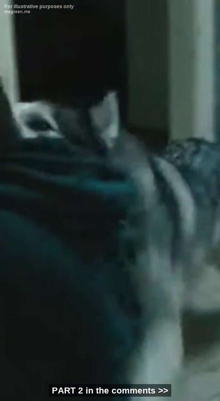 I Thought My Dog Had Finally Snapped