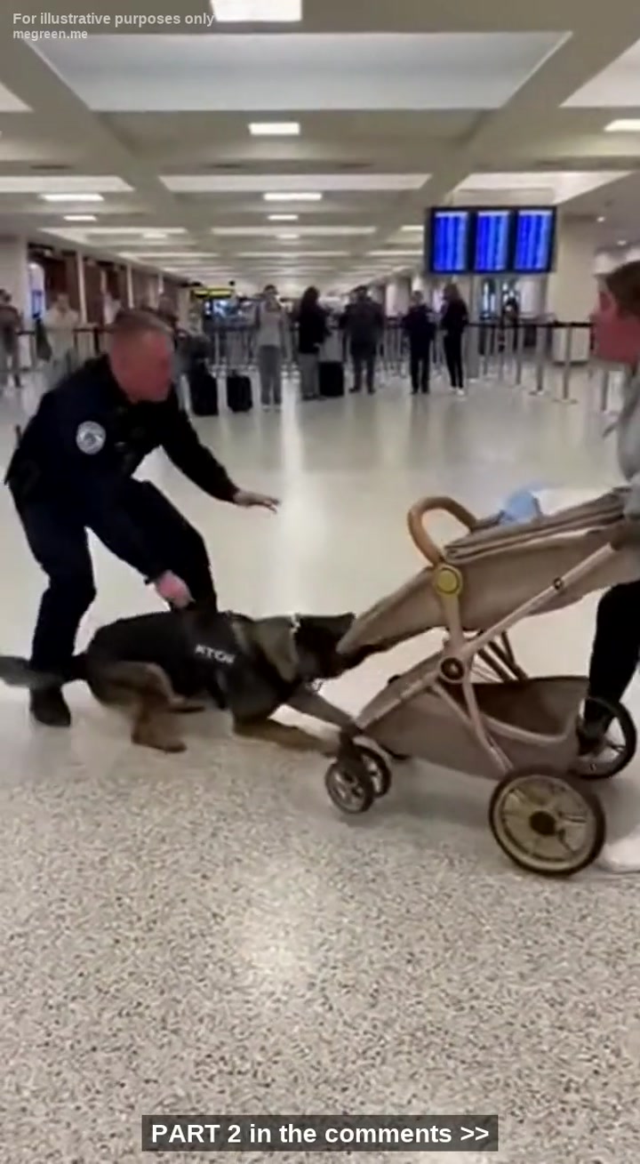 My Police Dog Attacked A Baby Stroller