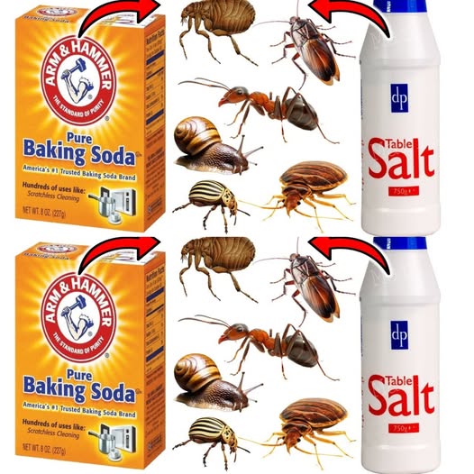 The Ultimate Natural Pest Control: Using Baking Soda and Salt