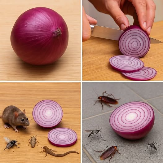 How To Use ONIONS To Get Rid of Pests — Rats, Flies, Lice, Bugs, Lizards, Mosquitoes, Cockroaches