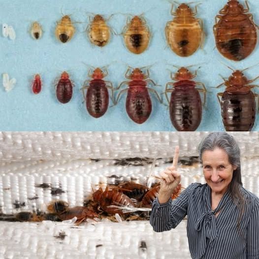 Say Goodbye to Garden Bedbugs Without Chemical Insecticides: Watch Them Disappear Instantly!