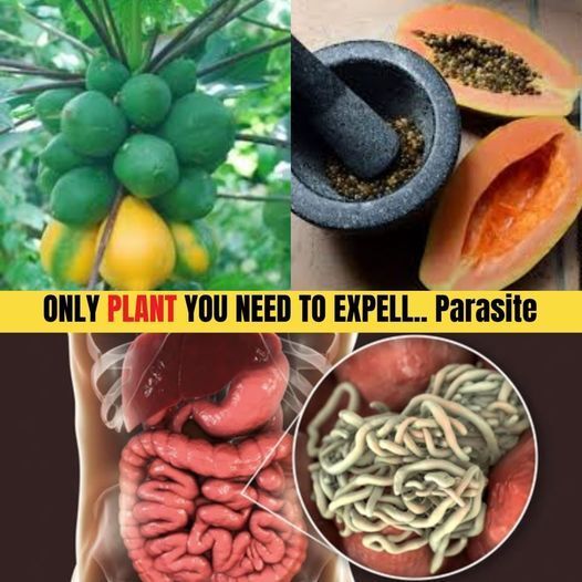 Only 2 Spoons โ Expels All Worms and Parasites from Your Body
