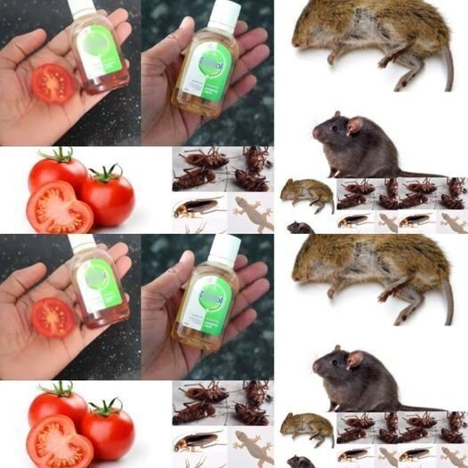 JUST 2 EASY TIPS FOR RAT AND COCKROACH || How To Remove Rats & Cockroach Quickly