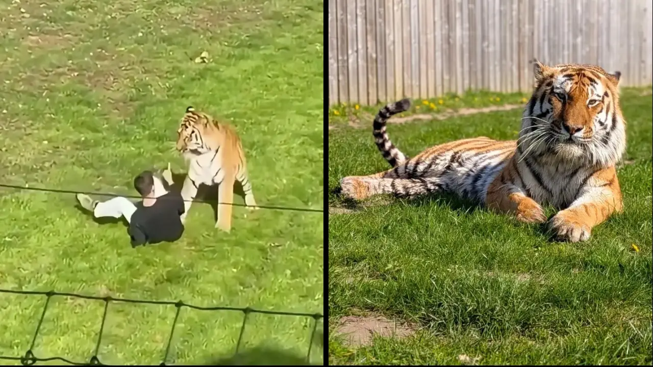 Zoo Updates Public on Tiger’s Future After Fatal Incident at Yorkshire Wildlife Park