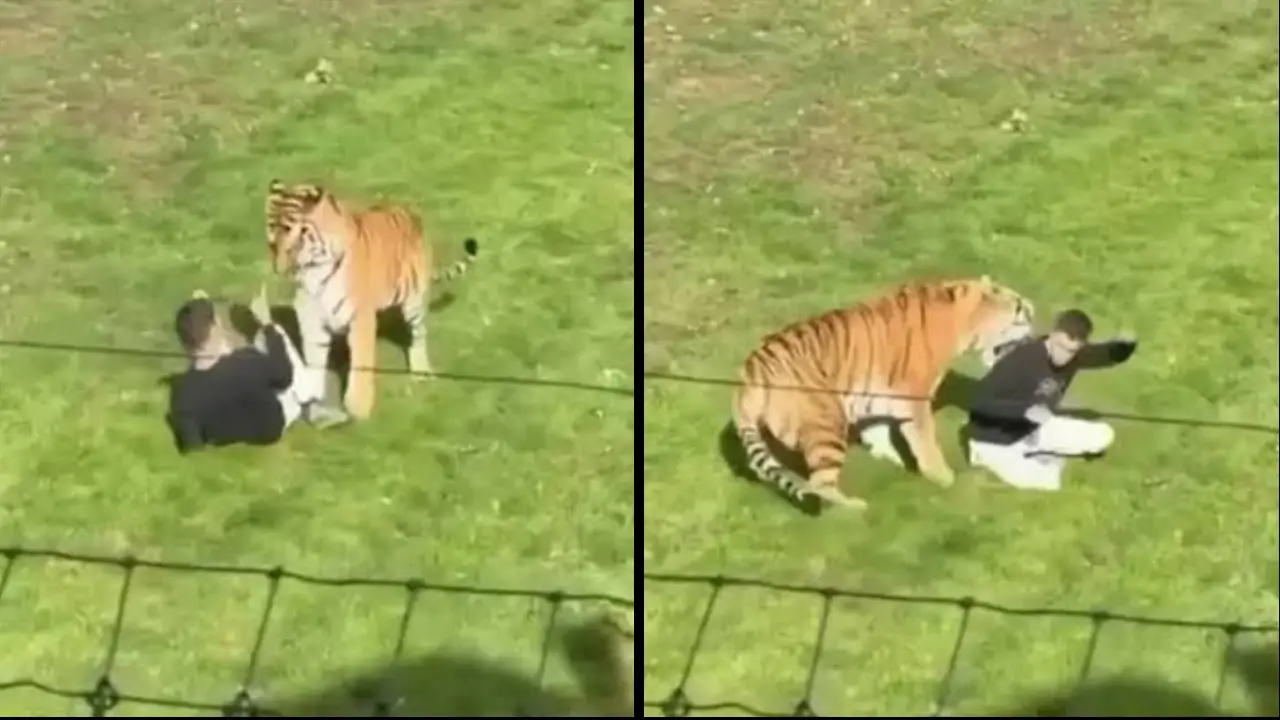 Witnesses Recall Man’s Final Words After Fatal Tiger Incident at UK Wildlife Park